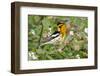 Blackburnian Warbler Bird Adult Male Foraging for Insects in Lantana Garden-Larry Ditto-Framed Photographic Print