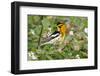 Blackburnian Warbler Bird Adult Male Foraging for Insects in Lantana Garden-Larry Ditto-Framed Photographic Print