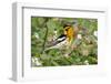 Blackburnian Warbler Bird Adult Male Foraging for Insects in Lantana Garden-Larry Ditto-Framed Photographic Print