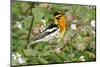 Blackburnian Warbler Bird Adult Male Foraging for Insects in Lantana Garden-Larry Ditto-Mounted Photographic Print