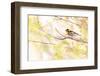 Blackburnian warbler male in breeding plumage, USA-Marie Read-Framed Photographic Print