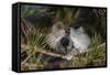 Blackcap female and two males huddling together for warmth, Finland, May-Jussi Murtosaari-Framed Stretched Canvas