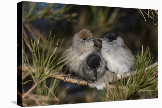 Blackcap female and two males huddling together for warmth, Finland, May-Jussi Murtosaari-Stretched Canvas