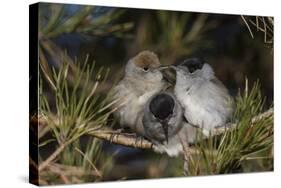 Blackcap female and two males huddling together for warmth, Finland, May-Jussi Murtosaari-Stretched Canvas