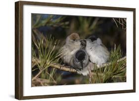 Blackcap female and two males huddling together for warmth, Finland, May-Jussi Murtosaari-Framed Photographic Print