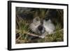 Blackcap female and two males huddling together for warmth, Finland, May-Jussi Murtosaari-Framed Photographic Print