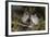 Blackcap female and two males huddling together for warmth, Finland, May-Jussi Murtosaari-Framed Photographic Print