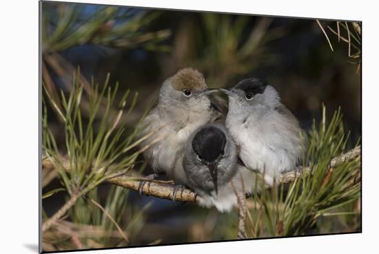 Blackcap female and two males huddling together for warmth, Finland, May-Jussi Murtosaari-Mounted Photographic Print