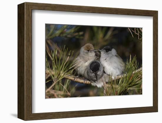 Blackcap female and two males huddling together for warmth, Finland, May-Jussi Murtosaari-Framed Photographic Print