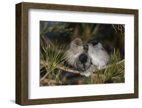 Blackcap female and two males huddling together for warmth, Finland, May-Jussi Murtosaari-Framed Photographic Print