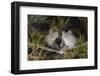 Blackcap female and two males huddling together for warmth, Finland, May-Jussi Murtosaari-Framed Photographic Print