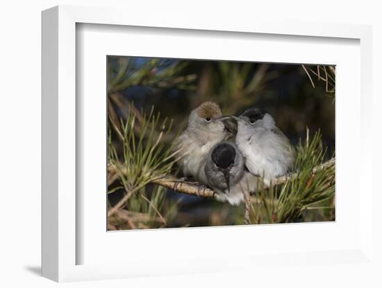Blackcap female and two males huddling together for warmth, Finland, May-Jussi Murtosaari-Framed Photographic Print