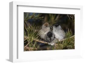 Blackcap female and two males huddling together for warmth, Finland, May-Jussi Murtosaari-Framed Photographic Print