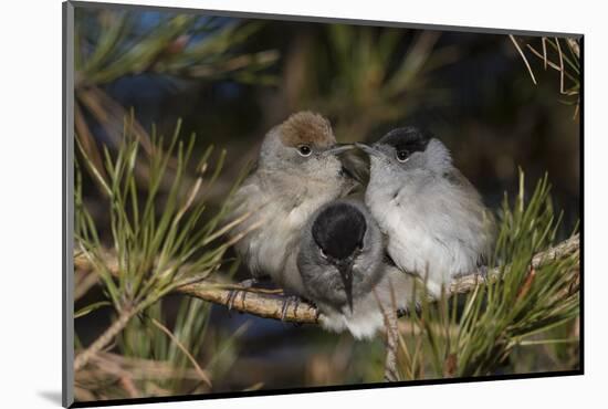 Blackcap female and two males huddling together for warmth, Finland, May-Jussi Murtosaari-Mounted Photographic Print
