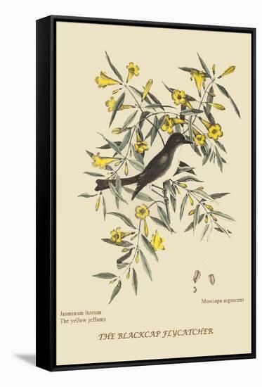 Blackcap Flycatcher-Mark Catesby-Framed Stretched Canvas