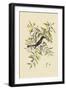 Blackcap Flycatcher-Mark Catesby-Framed Art Print