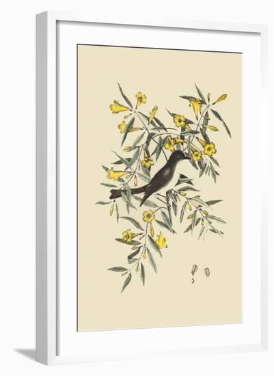 Blackcap Flycatcher-Mark Catesby-Framed Art Print