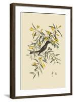 Blackcap Flycatcher-Mark Catesby-Framed Art Print