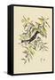 Blackcap Flycatcher-Mark Catesby-Framed Stretched Canvas