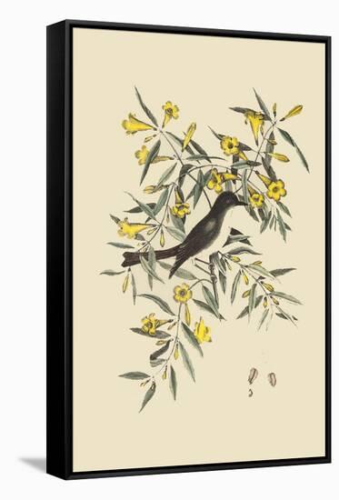 Blackcap Flycatcher-Mark Catesby-Framed Stretched Canvas