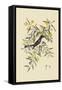 Blackcap Flycatcher-Mark Catesby-Framed Stretched Canvas