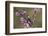 Blackcap male perched in blossom, Hungary-Hermann Brehm-Framed Photographic Print