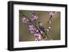 Blackcap male perched in blossom, Hungary-Hermann Brehm-Framed Photographic Print