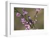 Blackcap male perched in blossom, Hungary-Hermann Brehm-Framed Photographic Print