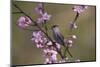 Blackcap male perched in blossom, Hungary-Hermann Brehm-Mounted Photographic Print