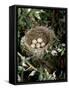 Blackcap Nest with Five Eggs, Hampshire, England, UK-Andy Sands-Framed Stretched Canvas