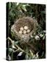 Blackcap Nest with Five Eggs, Hampshire, England, UK-Andy Sands-Stretched Canvas