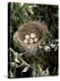 Blackcap Nest with Five Eggs, Hampshire, England, UK-Andy Sands-Stretched Canvas