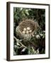 Blackcap Nest with Five Eggs, Hampshire, England, UK-Andy Sands-Framed Photographic Print