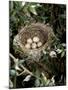 Blackcap Nest with Five Eggs, Hampshire, England, UK-Andy Sands-Mounted Photographic Print