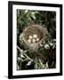 Blackcap Nest with Five Eggs, Hampshire, England, UK-Andy Sands-Framed Photographic Print