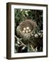 Blackcap Nest with Five Eggs, Hampshire, England, UK-Andy Sands-Framed Photographic Print