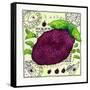 Blackcurrant, 1992-Julie Nicholls-Framed Stretched Canvas