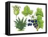 Blackcurrant (Ribes Nigrum)-Giglioli E.-Framed Stretched Canvas