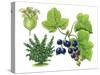 Blackcurrant (Ribes Nigrum)-Giglioli E.-Stretched Canvas