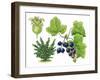 Blackcurrant (Ribes Nigrum)-Giglioli E.-Framed Giclee Print