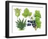 Blackcurrant (Ribes Nigrum)-Giglioli E.-Framed Giclee Print