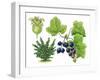 Blackcurrant (Ribes Nigrum)-Giglioli E.-Framed Giclee Print