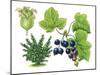 Blackcurrant (Ribes Nigrum)-Giglioli E.-Mounted Giclee Print