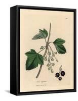 Blackcurrant Tree, Ribes Nigrum-James Sowerby-Framed Stretched Canvas