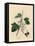 Blackcurrant Tree, Ribes Nigrum-James Sowerby-Framed Stretched Canvas