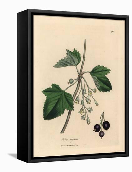 Blackcurrant Tree, Ribes Nigrum-James Sowerby-Framed Stretched Canvas