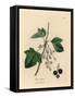 Blackcurrant Tree, Ribes Nigrum-James Sowerby-Framed Stretched Canvas