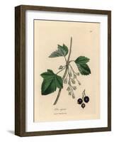 Blackcurrant Tree, Ribes Nigrum-James Sowerby-Framed Giclee Print