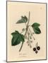Blackcurrant Tree, Ribes Nigrum-James Sowerby-Mounted Giclee Print