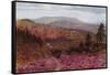 Blackdown from Hindhead-Alfred Robert Quinton-Framed Stretched Canvas